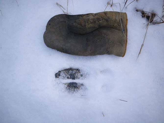 Whitetail Deer Hunting