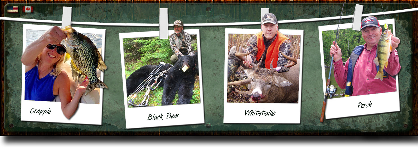 Black Bear