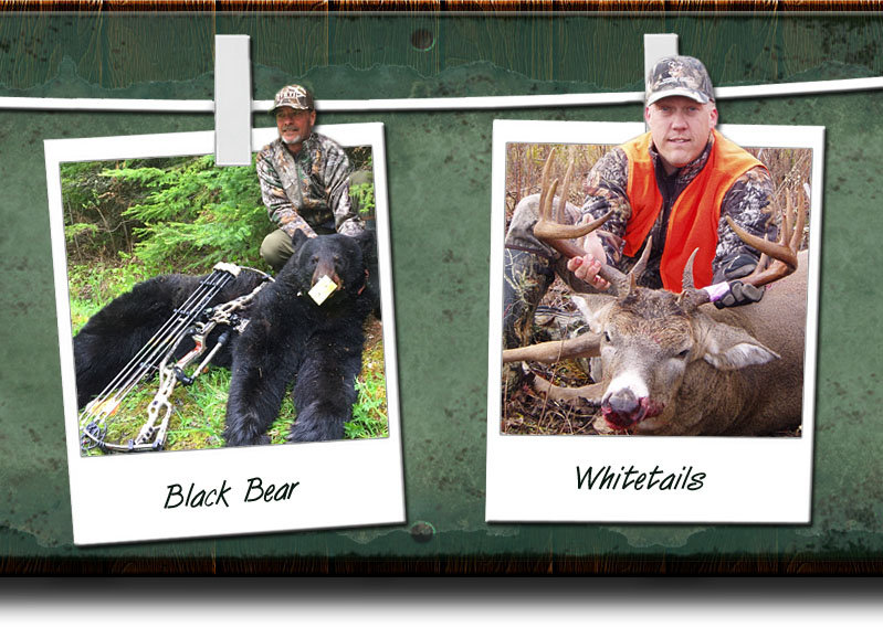 Whitetail Deer