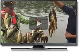 Crappie Fishing Video